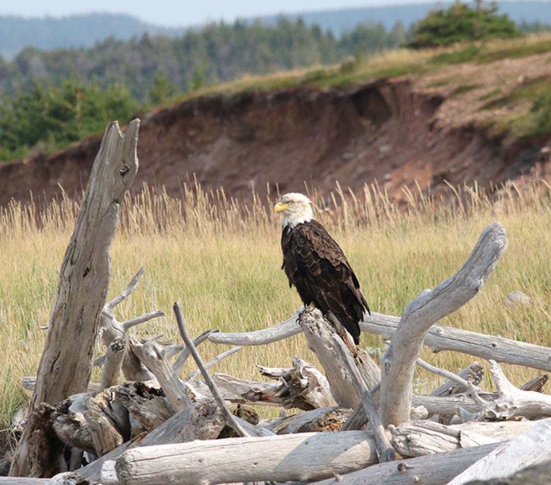 Bald Eagle