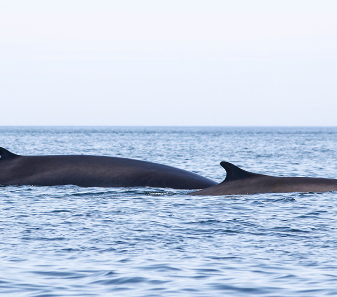 Finback Whales