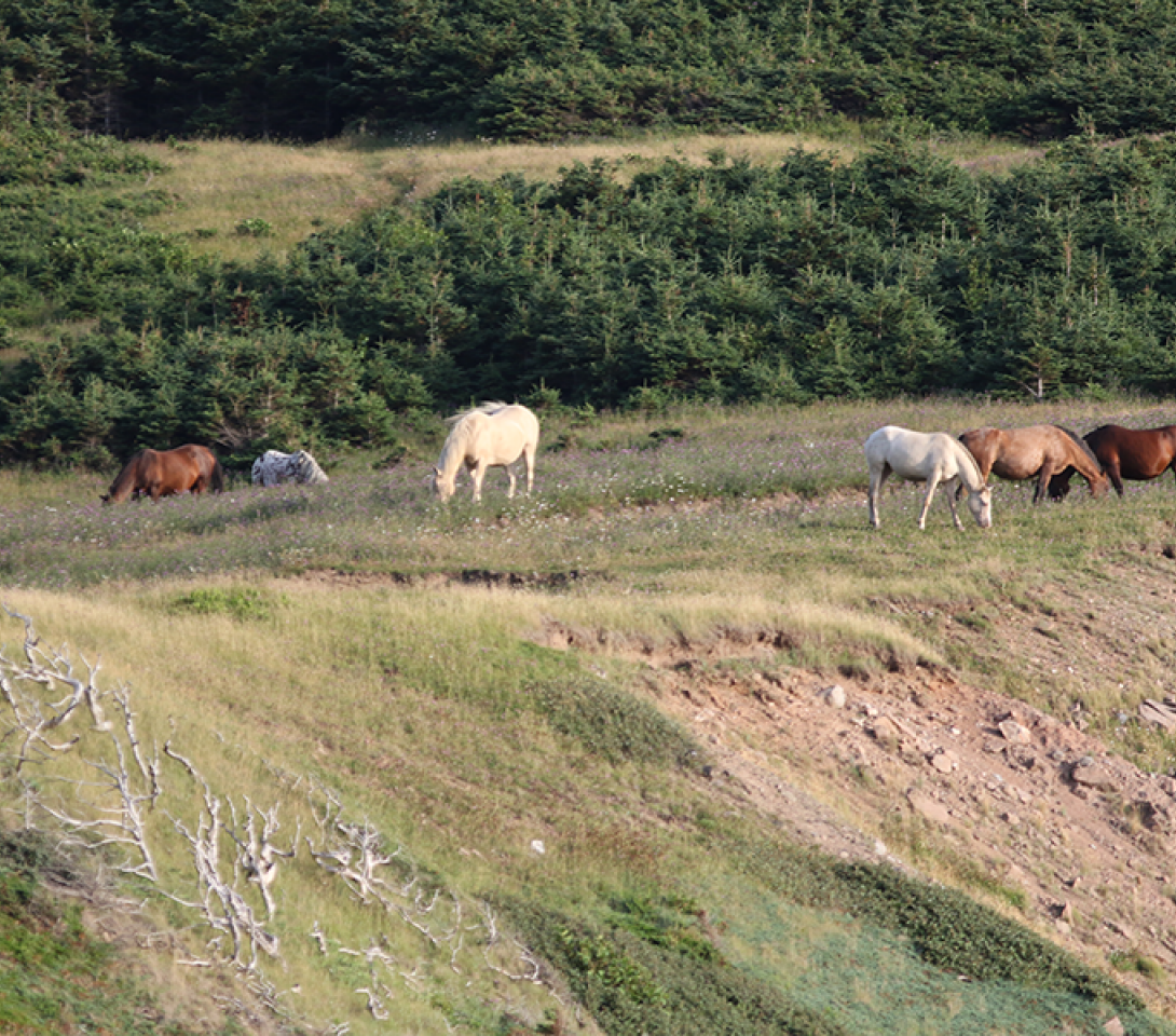 Horses - Captian Mark's Whale Watching - Nova Scotia